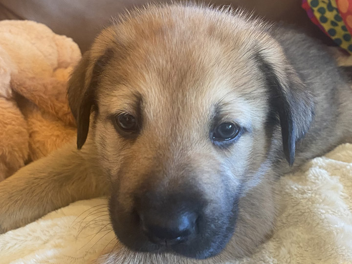 chinook puppy